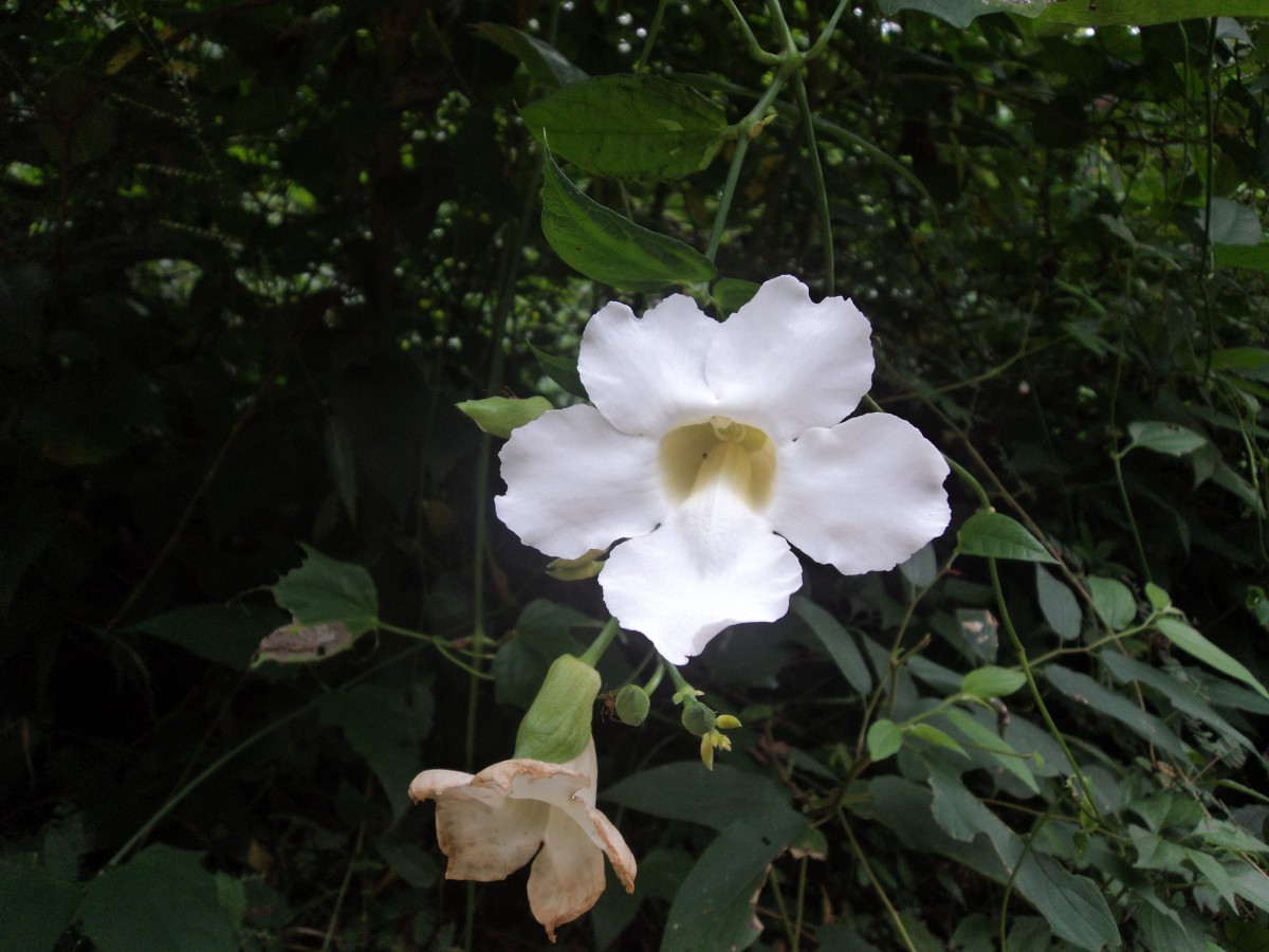 Thunbergia grandiflora (Roxb. ex Rottler) Roxb.